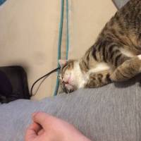 Tekir Kedi, Kedi  Poncik fotoğrafı