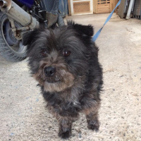 Maltese, Köpek  rıfkı fotoğrafı