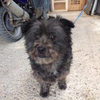 Maltese, Köpek  rıfkı fotoğrafı