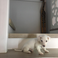 Jack Russell Terrier, Köpek  OSCAR fotoğrafı