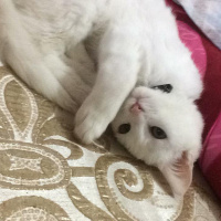 Tekir Kedi, Kedi  Sütlaç fotoğrafı