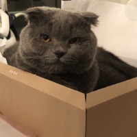 Scottish Fold, Kedi  Duman fotoğrafı