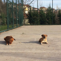 Pug, Köpek  Duman fotoğrafı