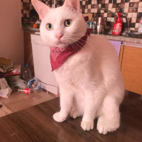 Ankara Kedisi, Kedi  Gece fotoğrafı