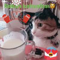 Tekir Kedi, Kedi  iva fotoğrafı