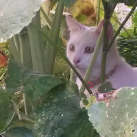 Ankara Kedisi, Kedi  Mırmır pati baran fotoğrafı