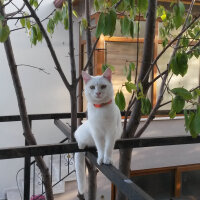 Ankara Kedisi, Kedi  Mırmır pati baran fotoğrafı