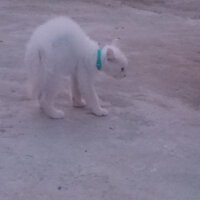 Ankara Kedisi, Kedi  Mırmır pati baran fotoğrafı