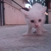 Ankara Kedisi, Kedi  Mırmır pati baran fotoğrafı