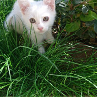 Ankara Kedisi, Kedi  Mırmır pati baran fotoğrafı