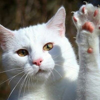 Ankara Kedisi, Kedi  Mırmır pati baran fotoğrafı