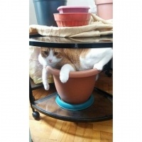 Tekir Kedi, Kedi  Pikaçu fotoğrafı