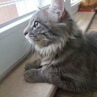 Norwegian Forest, Kedi  İsmi yok fotoğrafı