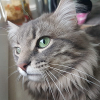 Norwegian Forest, Kedi  İsmi yok fotoğrafı