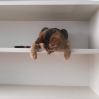 Tekir Kedi, Kedi  Karamel fotoğrafı