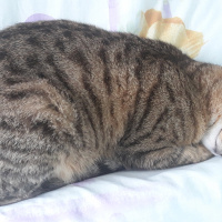 Tekir Kedi, Kedi  Karamel fotoğrafı