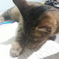 Tekir Kedi, Kedi  Karamel fotoğrafı