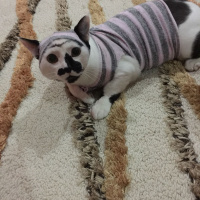 Tekir Kedi, Kedi  Şerafettin fotoğrafı