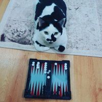Tekir Kedi, Kedi  Şerafettin fotoğrafı