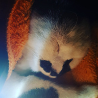 Tekir Kedi, Kedi  Şerafettin fotoğrafı