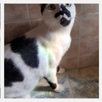 Tekir Kedi, Kedi  Şerafettin fotoğrafı