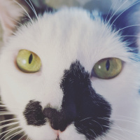 Tekir Kedi, Kedi  Şerafettin fotoğrafı