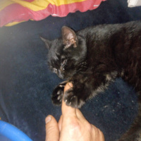 Bombay, Kedi  Suga fotoğrafı