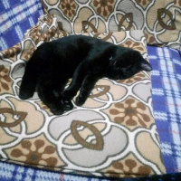 Bombay, Kedi  Suga fotoğrafı
