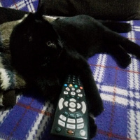 Bombay, Kedi  Suga fotoğrafı