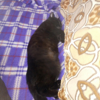 Bombay, Kedi  Suga fotoğrafı
