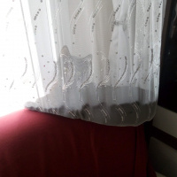Bombay, Kedi  Suga fotoğrafı