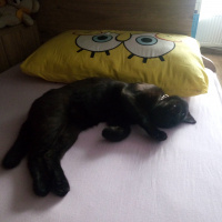 Bombay, Kedi  Suga fotoğrafı