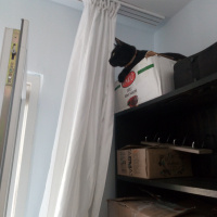 Bombay, Kedi  Suga fotoğrafı