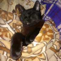 Bombay, Kedi  Suga fotoğrafı