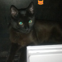 Bombay, Kedi  Suga fotoğrafı