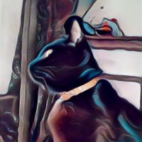 Bombay, Kedi  Suga fotoğrafı
