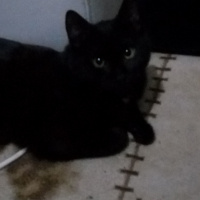 Bombay, Kedi  Suga fotoğrafı