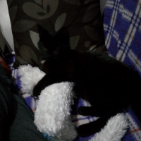 Bombay, Kedi  Suga fotoğrafı