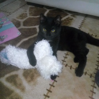 Bombay, Kedi  Suga fotoğrafı