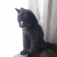Bombay, Kedi  Suga fotoğrafı