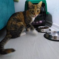 Tekir Kedi, Kedi  HAMSİ fotoğrafı