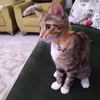Tekir Kedi, Kedi  HAMSİ fotoğrafı