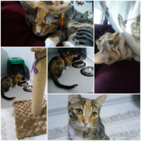 Tekir Kedi, Kedi  HAMSİ fotoğrafı