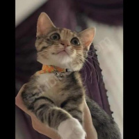 Tekir Kedi, Kedi  HAMSİ fotoğrafı