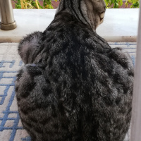 Tekir Kedi, Kedi  BÜYÜK DUMANN fotoğrafı