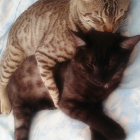 Tekir Kedi, Kedi  BÜYÜK DUMANN fotoğrafı
