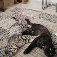 Tekir Kedi, Kedi  BÜYÜK DUMANN fotoğrafı