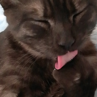 Tekir Kedi, Kedi  BÜYÜK DUMANN fotoğrafı