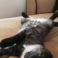 Tekir Kedi, Kedi  BÜYÜK DUMANN fotoğrafı