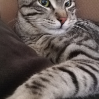 Tekir Kedi, Kedi  BÜYÜK DUMANN fotoğrafı